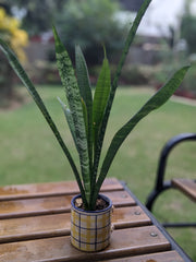 Sansevieria (Snake Plant) in Yellow Checkered Ceramic Pot