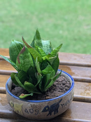 Dwarf Snake Plant in Hand Painted Dog Bowl Planter
