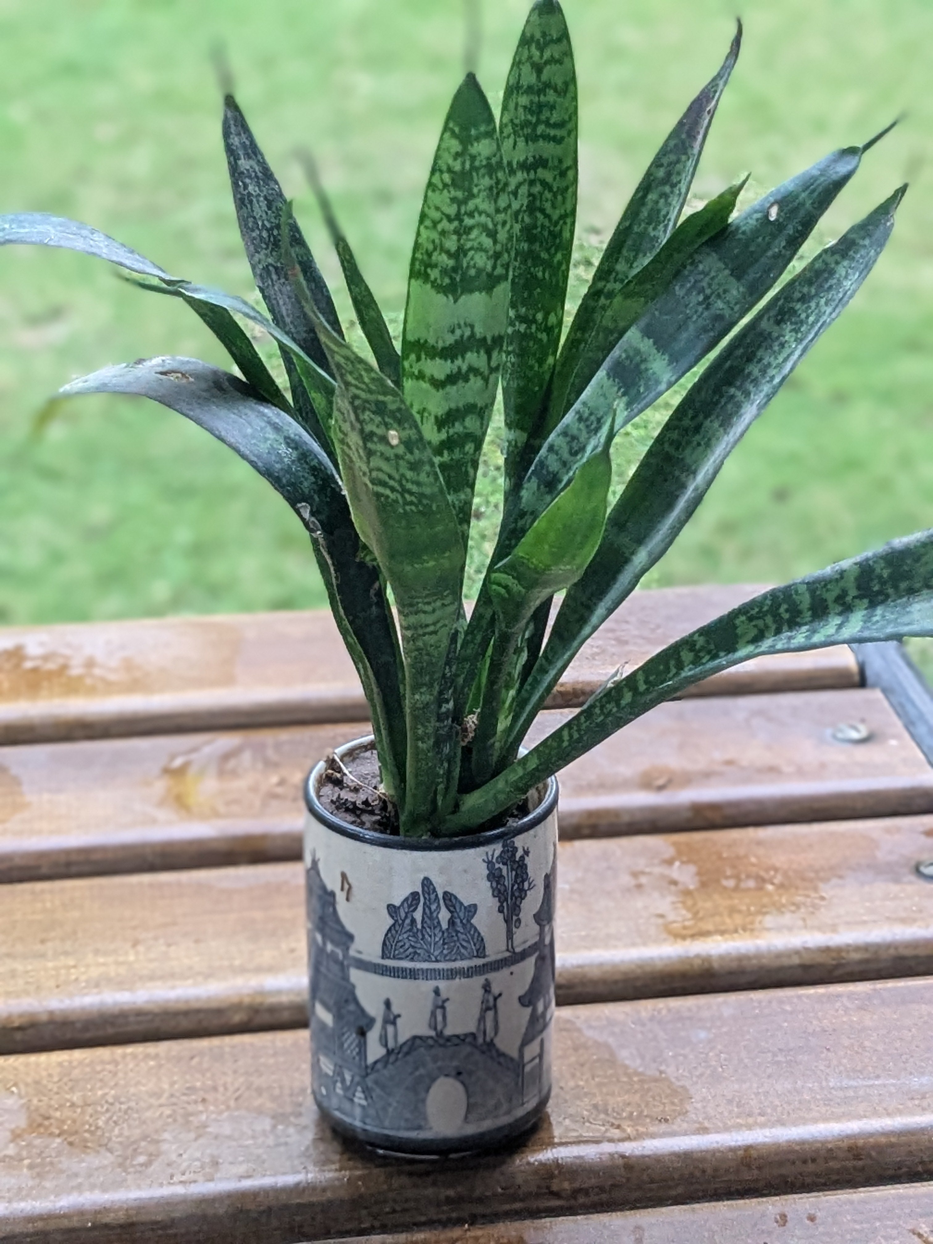 Sansevieria (Snake Plant) in Yellow Checkered Ceramic Pot
