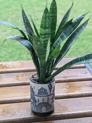 Sansevieria (Snake Plant) in Yellow Checkered Ceramic Pot